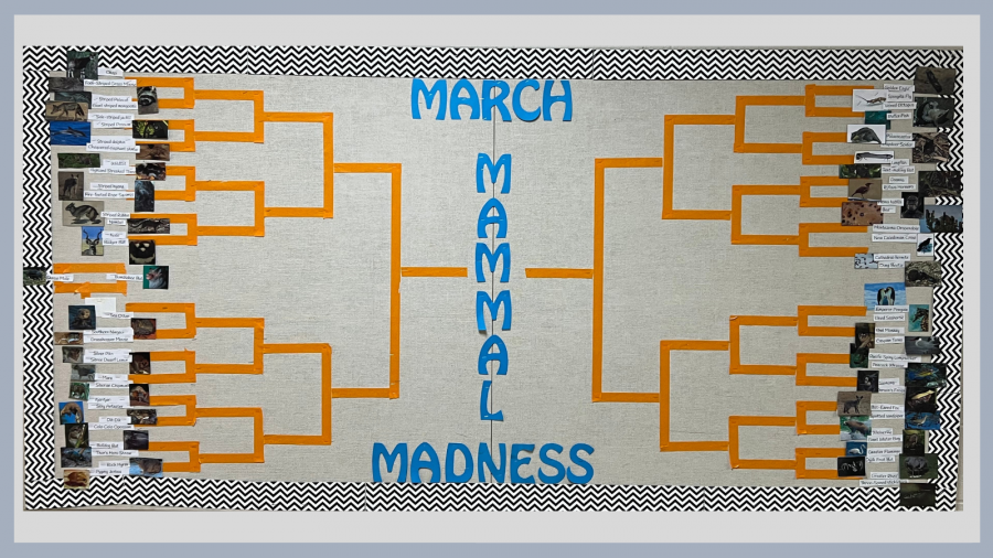 march mammal madness